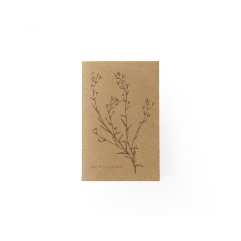 Caderno Herbarium | A6 - Corriola-tricolor-hirsuta, UP