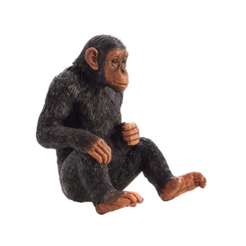 Chimpanzé | L