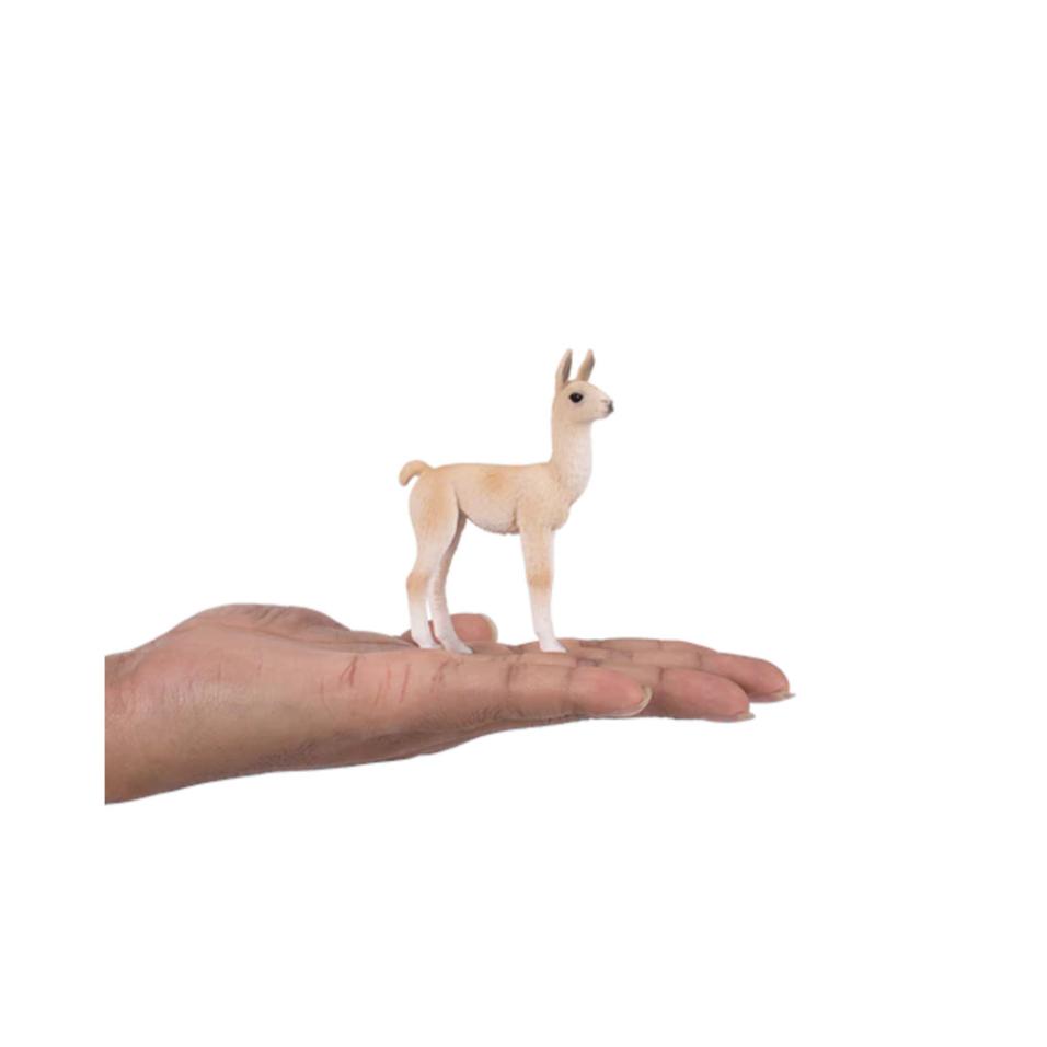 Lama filhote | M