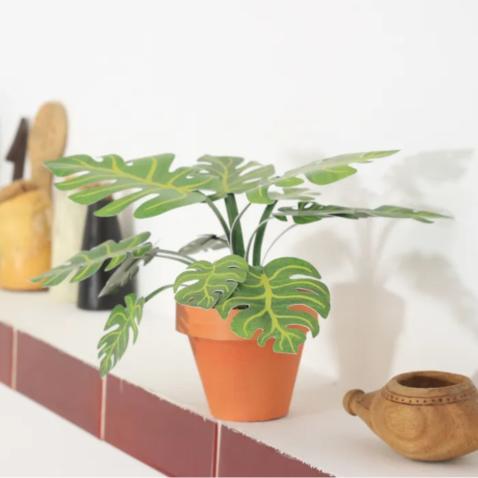 Mini Jardim | Monstera deliciosa