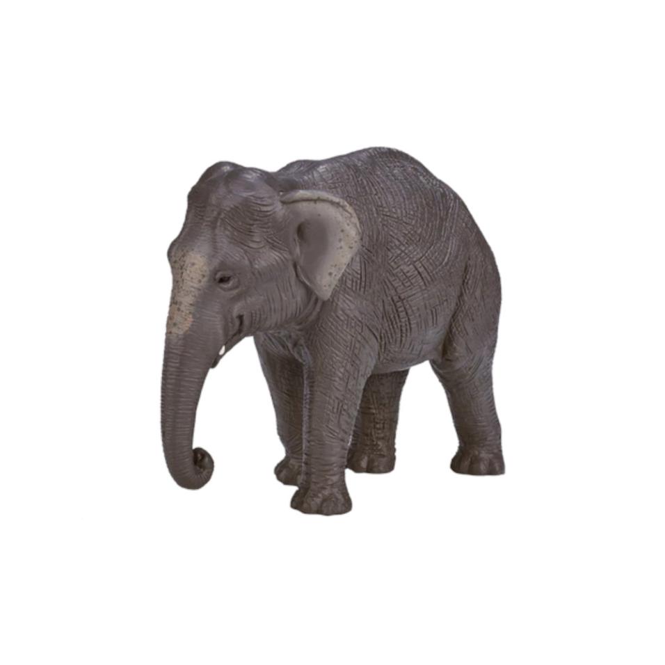 Elefante asiático | XL