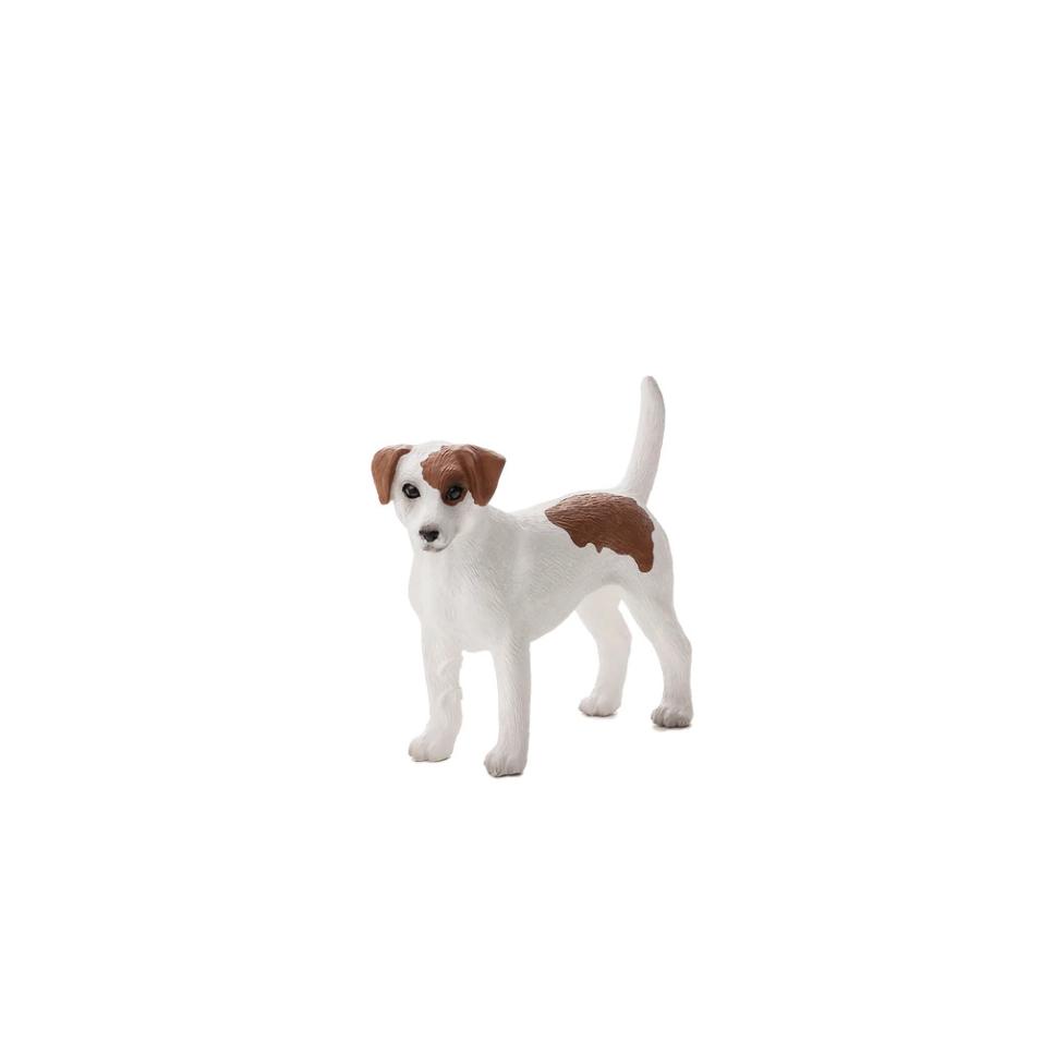Jack Russell Terrier - M
