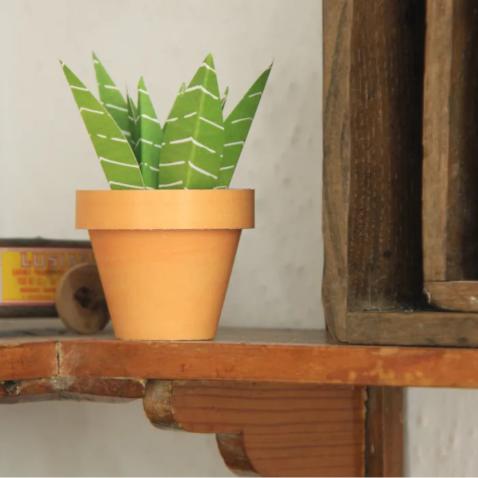 Mini Jardim | Cactos