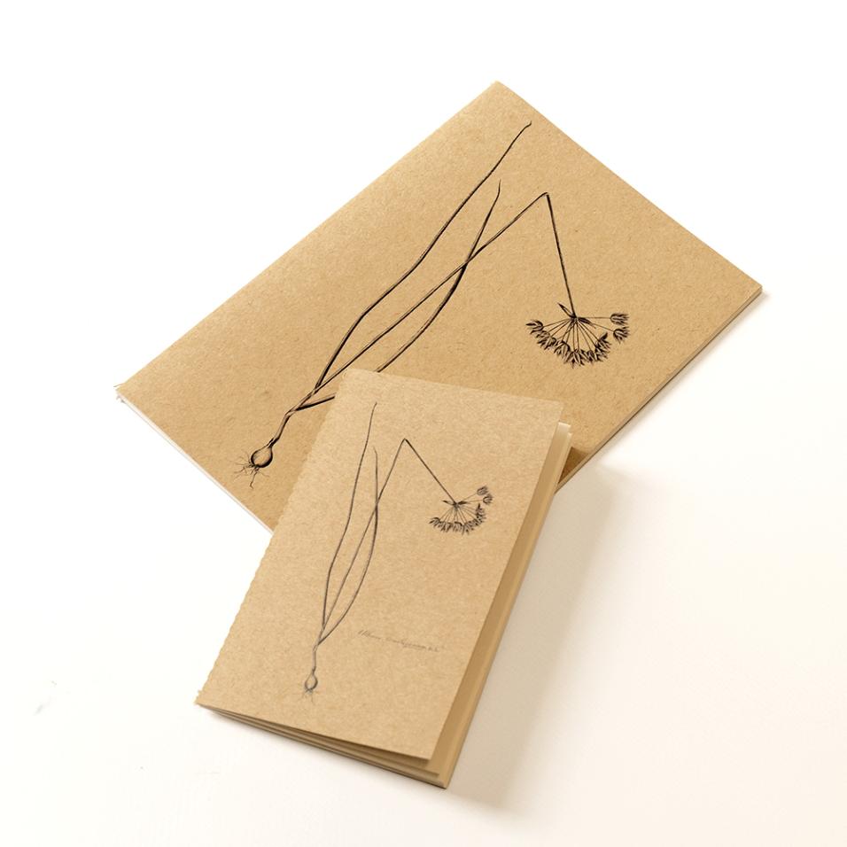 Caderno Herbarium | A6 - Alho-de-marrocos, UP
