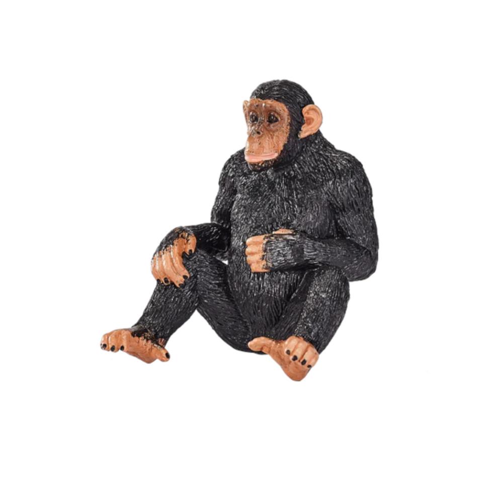 Chimpanzé | L
