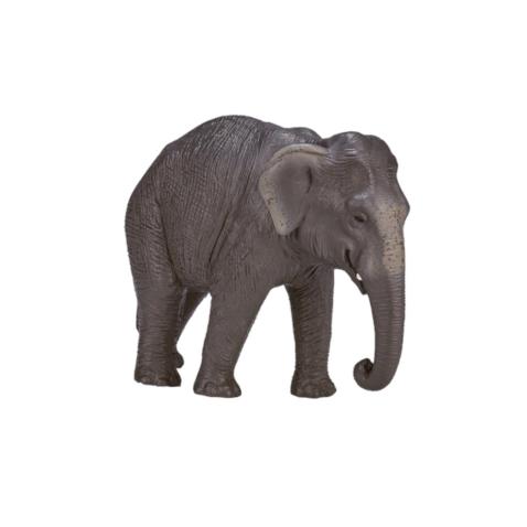 Elefante asiático | XL