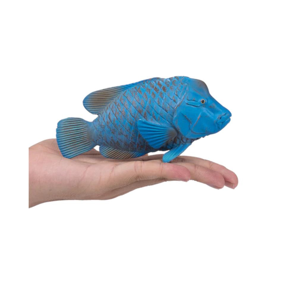 Groper Azul - L