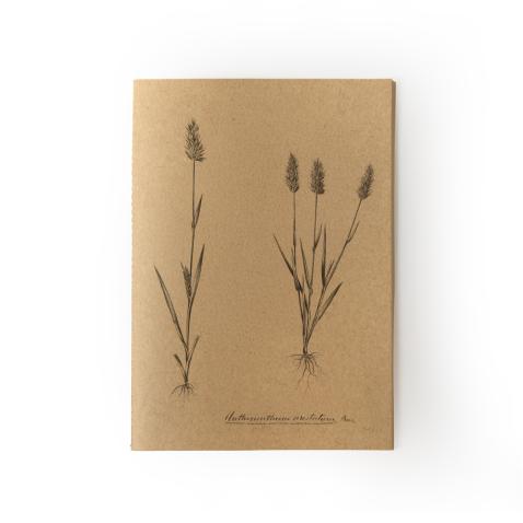 Caderno Herbarium | A5 - Feno-de-cheiro-anual, UP
