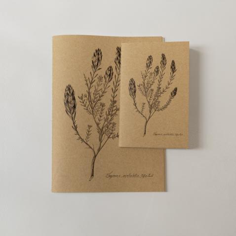 Caderno Herbarium | A6 - Erva-ursa, UP