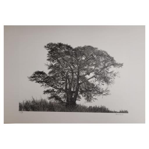 Árvores #2, José Paiva | 2020 (SEM MOLDURA)