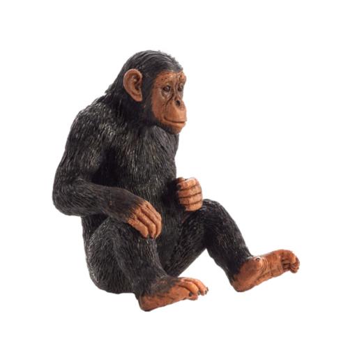 Chimpanzé | L